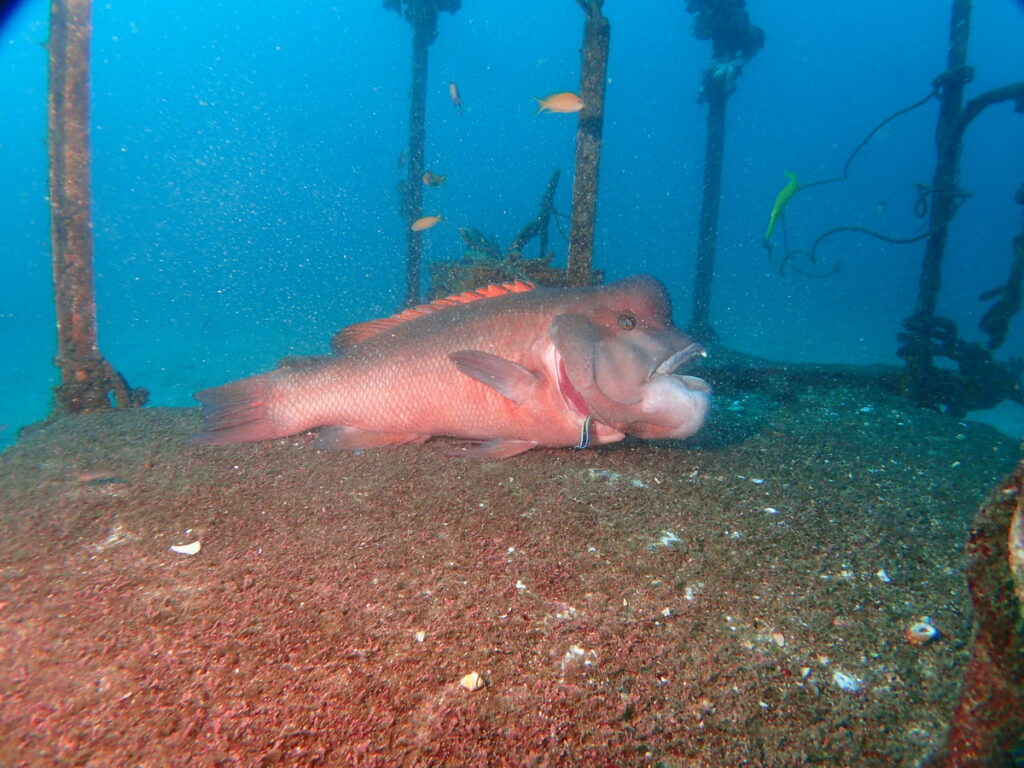 コブダイ｜波左間海中公園（房総）でダイビング｜ダイビングプロショップ パル｜2026/01/02