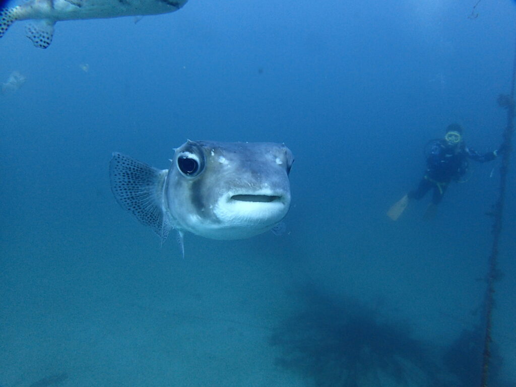 イシガキフグ｜波左間海中公園（房総）でダイビング｜ダイビングプロショップ パル｜2026/01/02
