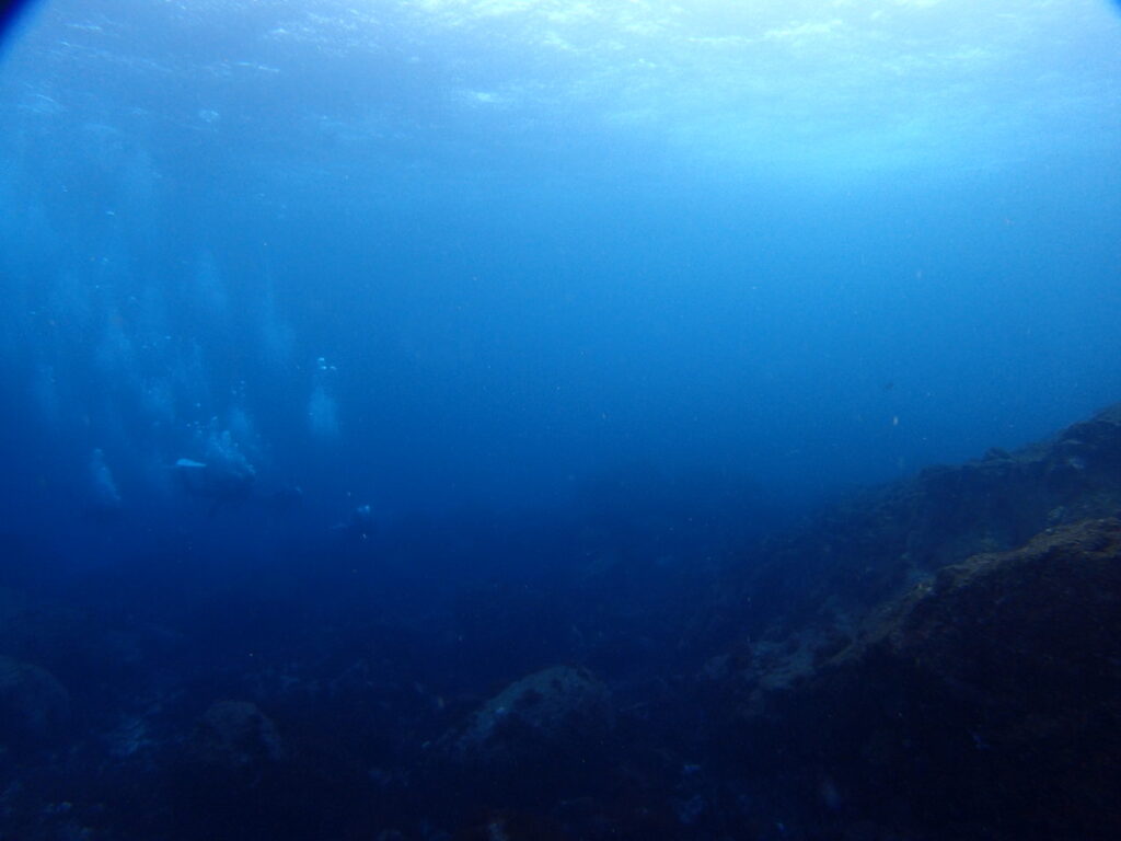 ｜伊豆海洋公園（東伊豆）でダイビング｜ダイビングプロショップ パル｜2026/01/11