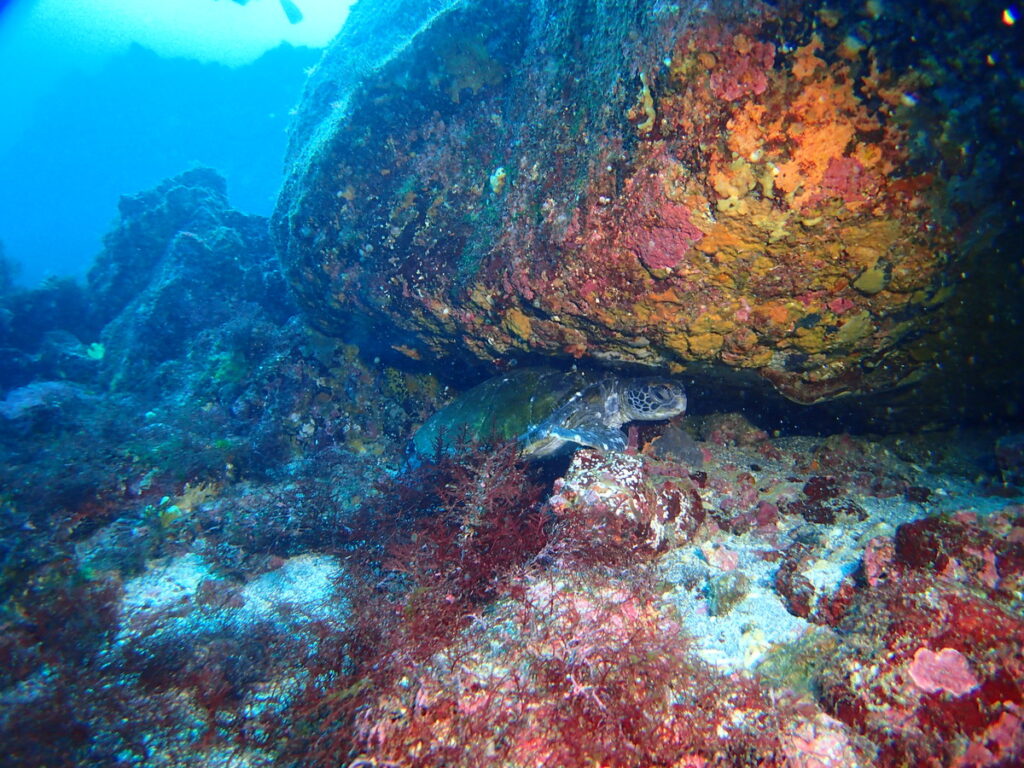 アオウミガメ｜伊豆海洋公園（東伊豆）でダイビング｜ダイビングプロショップ パル｜2026/01/11