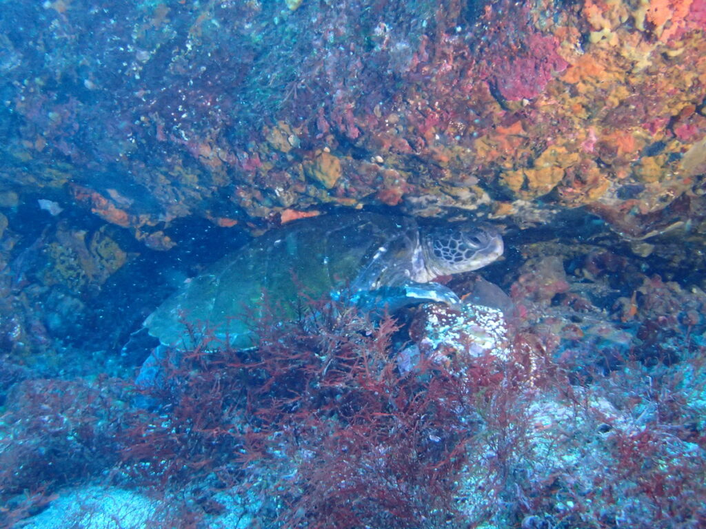 アオウミガメ｜伊豆海洋公園（東伊豆）でダイビング｜ダイビングプロショップ パル｜2026/01/11