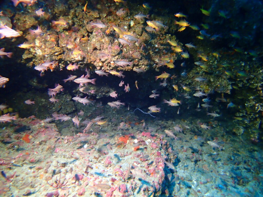 ｜伊豆海洋公園（東伊豆）でダイビング｜ダイビングプロショップ パル｜2026/01/11