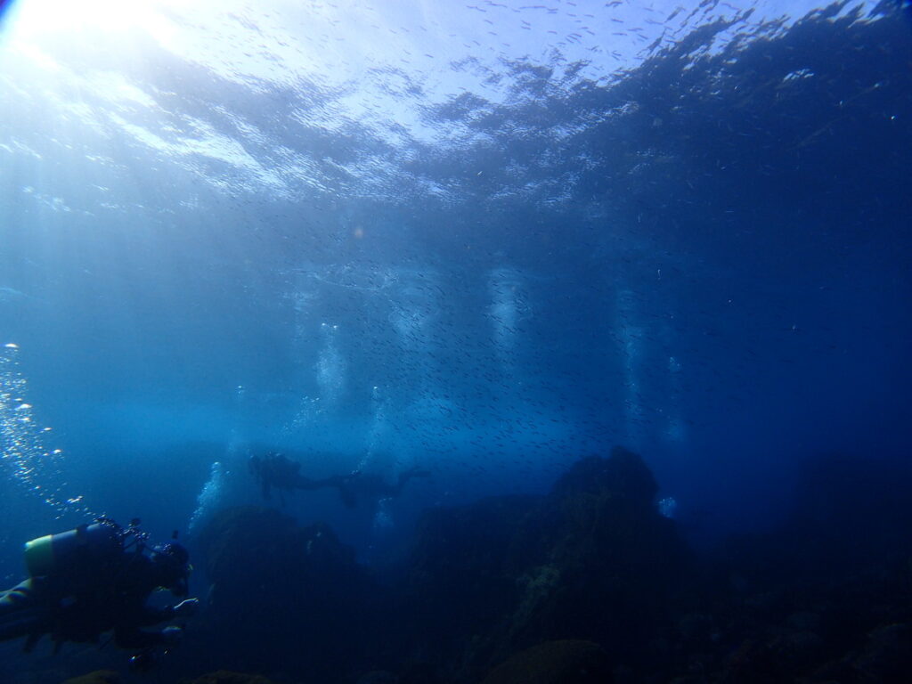 ｜伊豆海洋公園（東伊豆）でダイビング｜ダイビングプロショップ パル｜2026/01/11