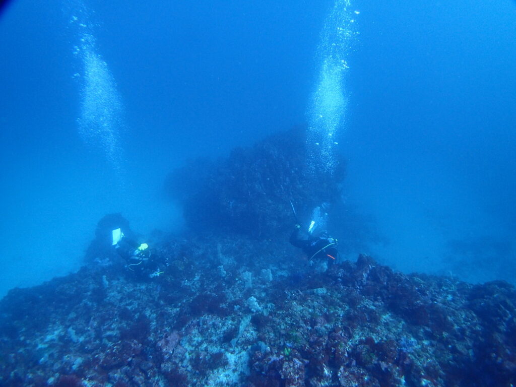 ｜伊豆海洋公園（東伊豆）でダイビング｜ダイビングプロショップ パル｜2026/01/11
