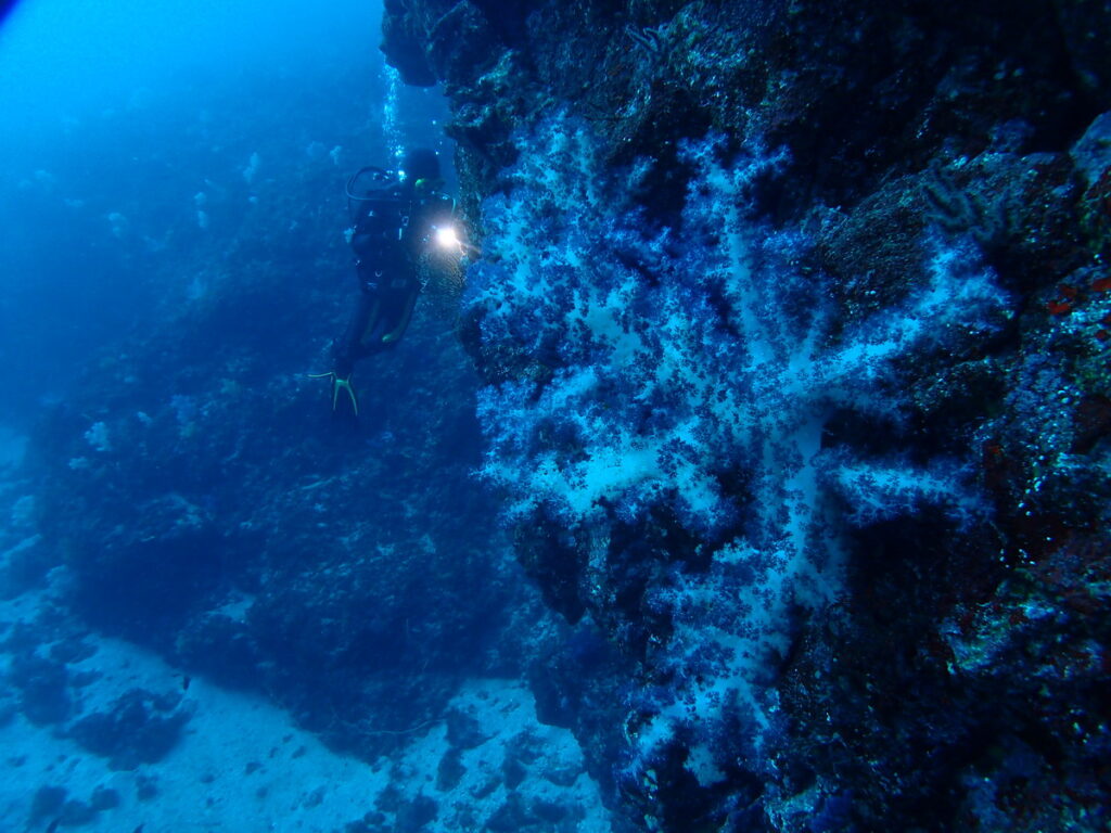 ｜伊豆海洋公園（東伊豆）でダイビング｜ダイビングプロショップ パル｜2026/01/11