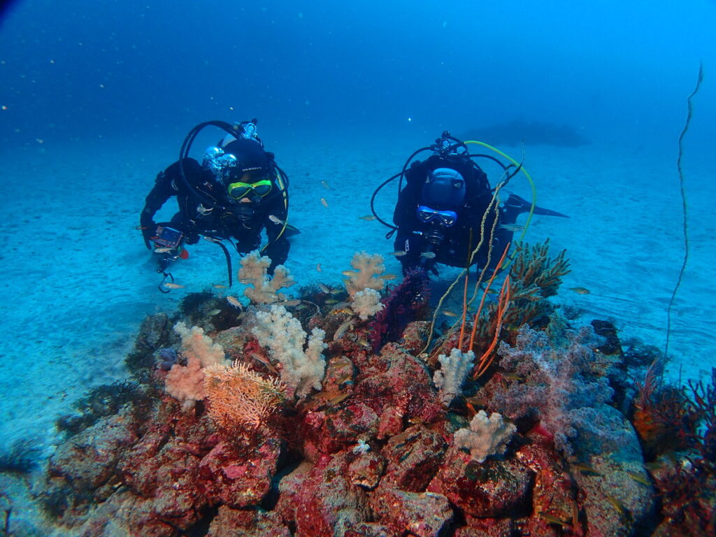 ｜伊豆海洋公園（東伊豆）でダイビング｜ダイビングプロショップ パル｜2026/01/11