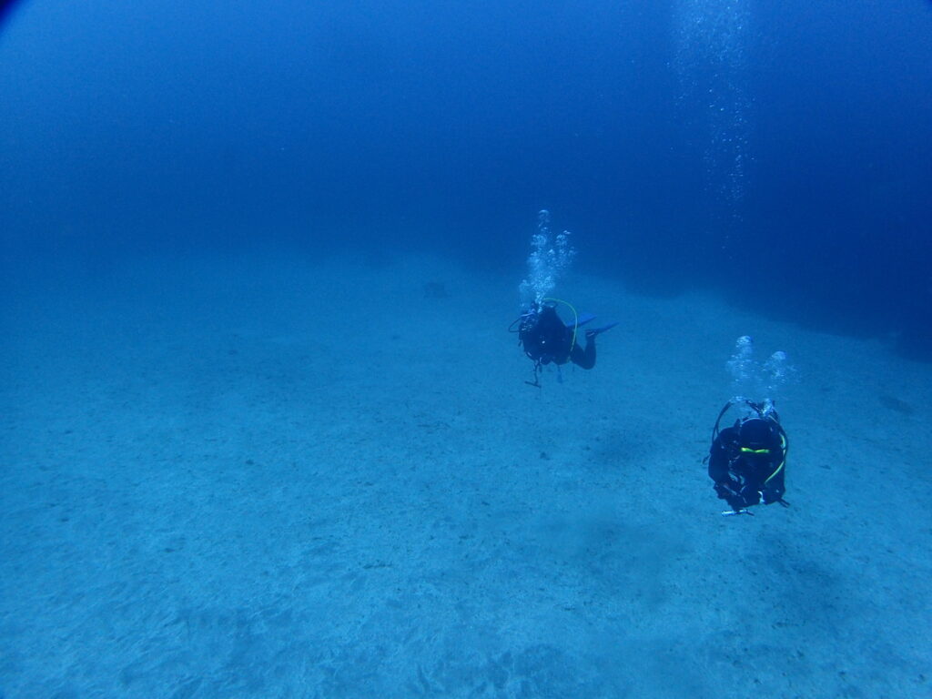 ｜伊豆海洋公園（東伊豆）でダイビング｜ダイビングプロショップ パル｜2026/01/11