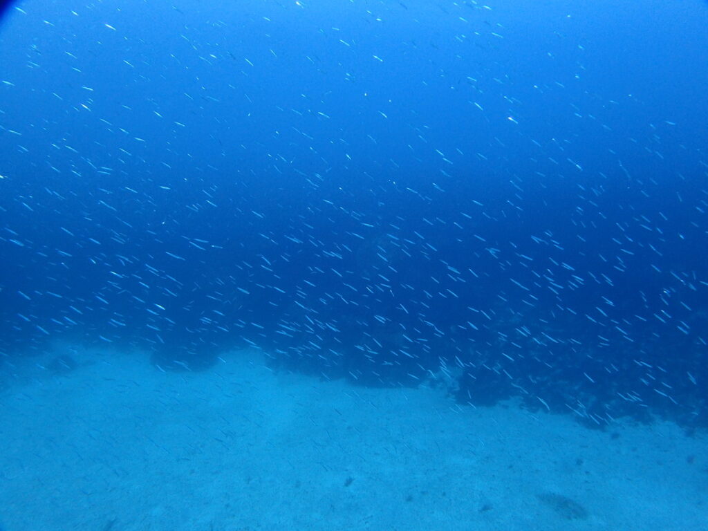 キビナゴ｜伊豆海洋公園（東伊豆）でダイビング｜ダイビングプロショップ パル｜2026/01/11