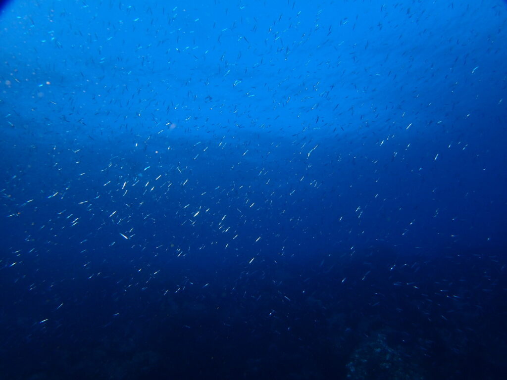 キビナゴ｜伊豆海洋公園（東伊豆）でダイビング｜ダイビングプロショップ パル｜2026/01/11