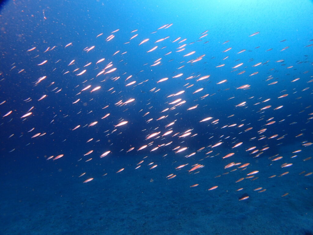 イッセンタカサゴ｜伊豆海洋公園（東伊豆）でダイビング｜ダイビングプロショップ パル｜2026/01/11