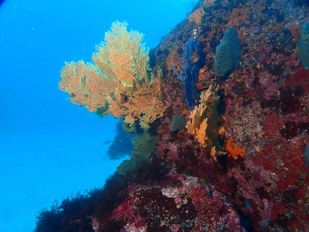 ｜伊豆海洋公園（東伊豆）でダイビング｜ダイビングプロショップ パル｜2026/01/11