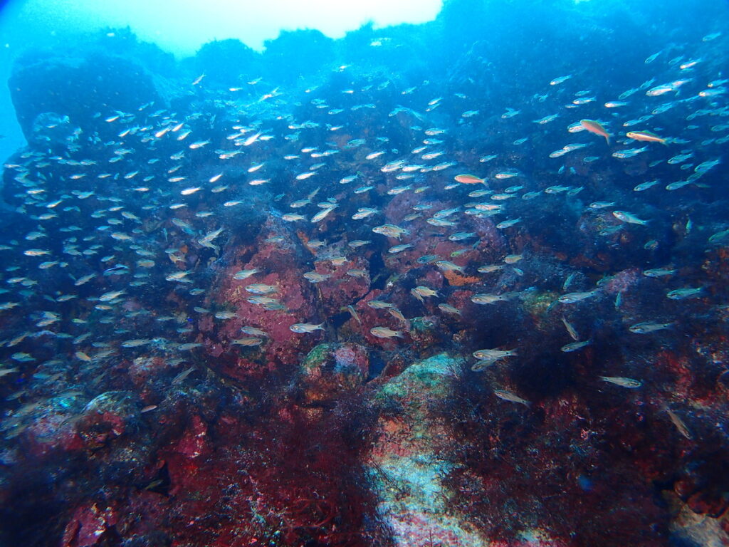 ネンブツダイ｜伊豆海洋公園（東伊豆）でダイビング｜ダイビングプロショップ パル｜2026/01/11
