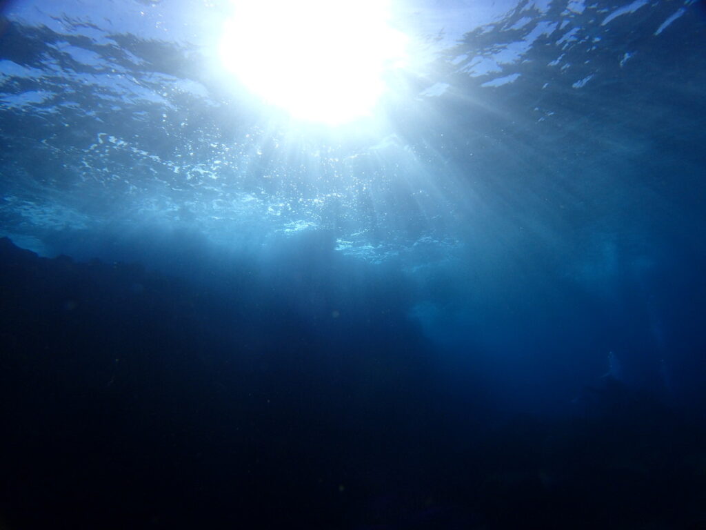 ｜伊豆海洋公園（東伊豆）でダイビング｜ダイビングプロショップ パル｜2026/01/11