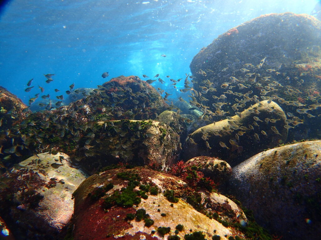 ミナミハタンポ｜伊豆海洋公園（東伊豆）でダイビング｜ダイビングプロショップ パル｜2026/01/11