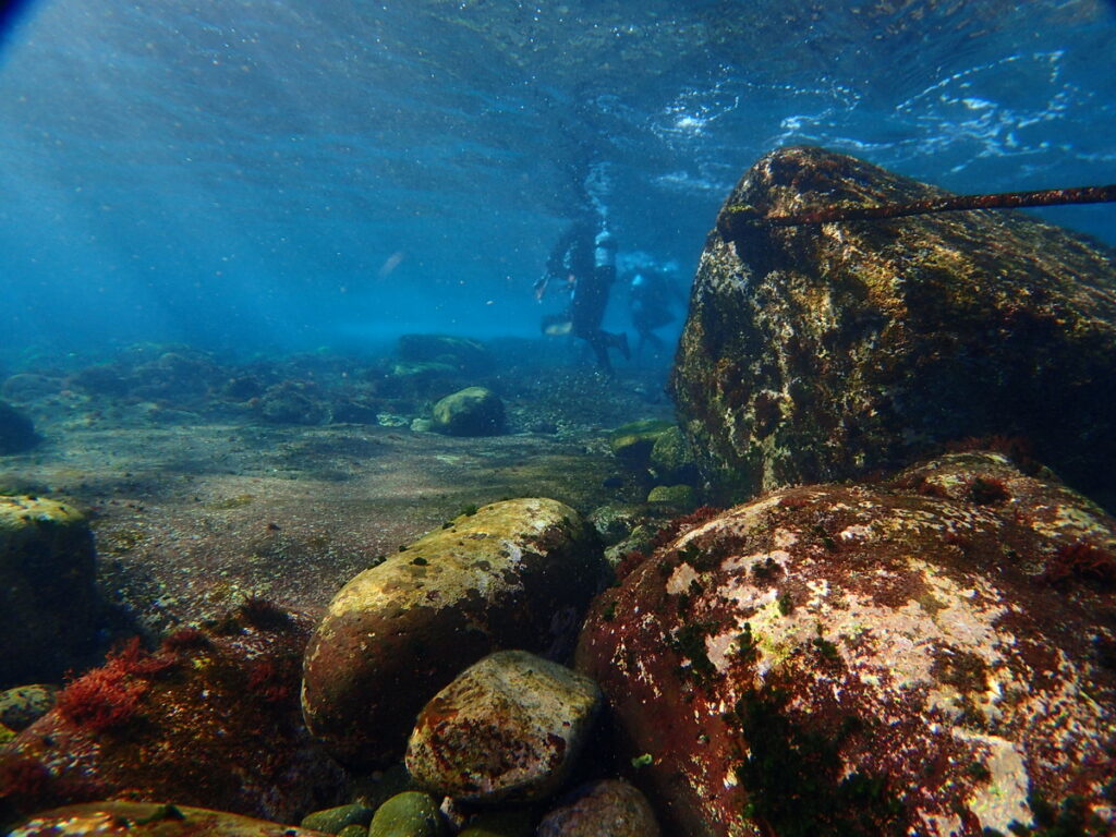 ｜伊豆海洋公園（東伊豆）でダイビング｜ダイビングプロショップ パル｜2026/01/11