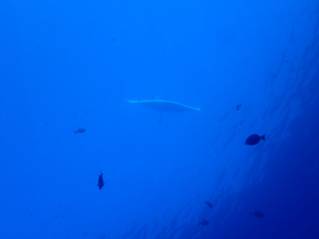 かっちゃま（房総）｜ノースエンド｜ダイビングプロショップ パル｜2026/02/01