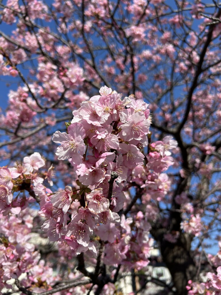 かっちゃま（房総）｜ダイビングプロショップ パル｜2026/02/15