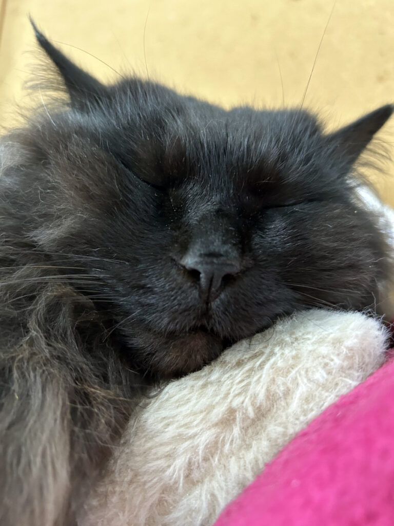 ｜かっちゃま（房総）｜ダイビングプロショップ パル｜2026/01/25