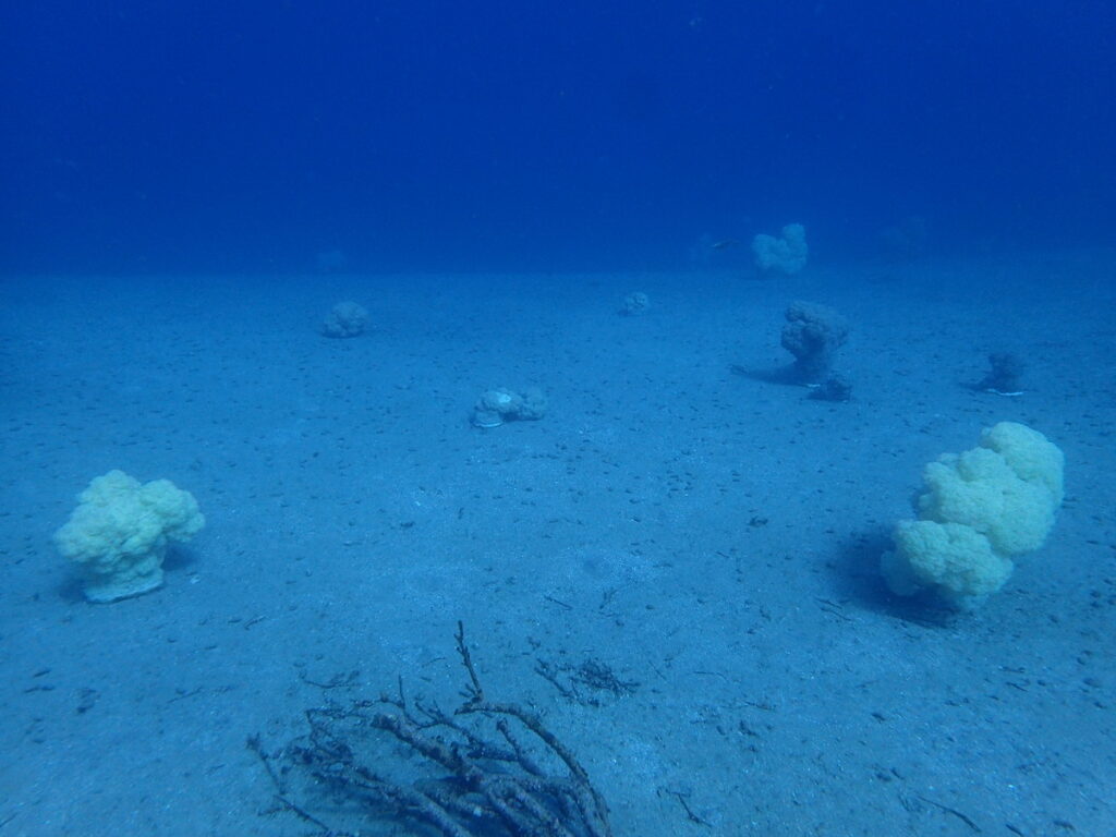 かっちゃま（房総）｜タコ根｜ダイビングプロショップ パル｜2026/02/01