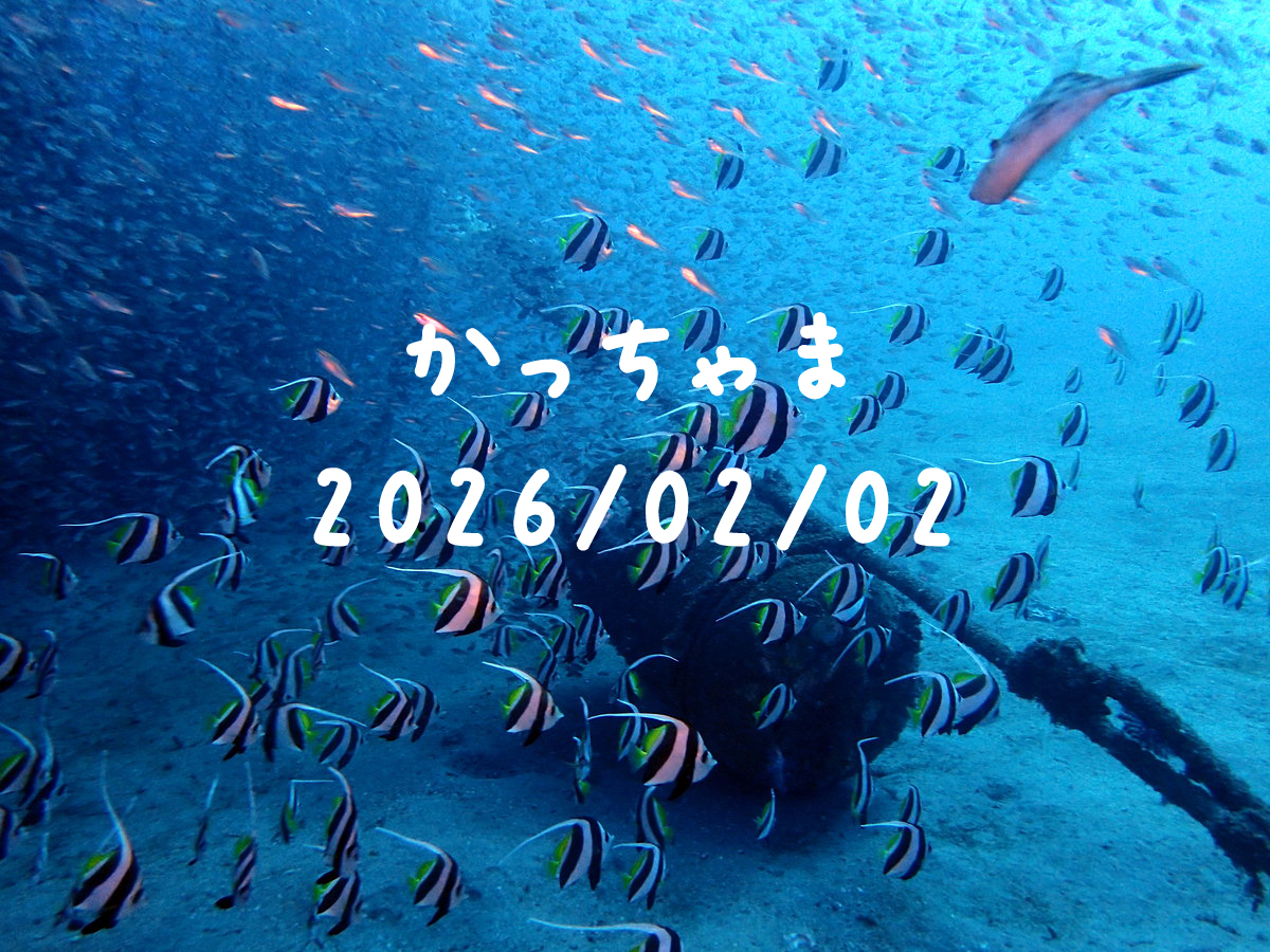 かっちゃま（房総）｜2026/02/01