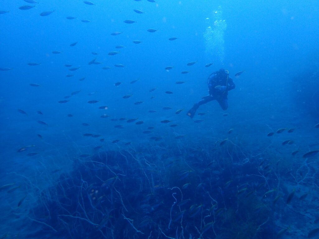 アジ群れ｜かっちゃま（房総）｜タコ根｜ダイビングプロショップ パル｜2026/02/01