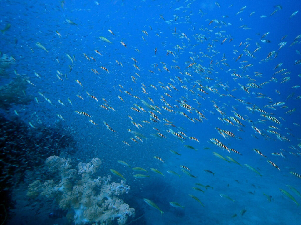 イサキの群れ｜かっちゃま（房総）｜タコ根｜ダイビングプロショップ パル｜2026/02/01