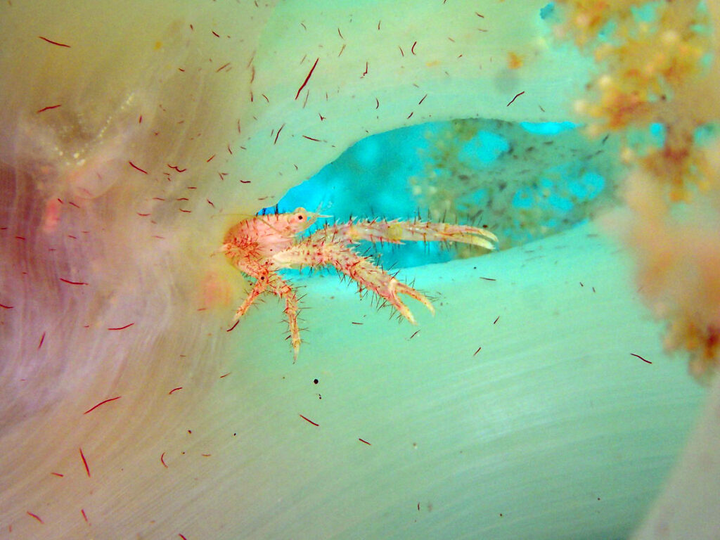 コシオリエビの仲間｜かっちゃま（房総）｜タコ根｜ダイビングプロショップ パル｜2026/02/01