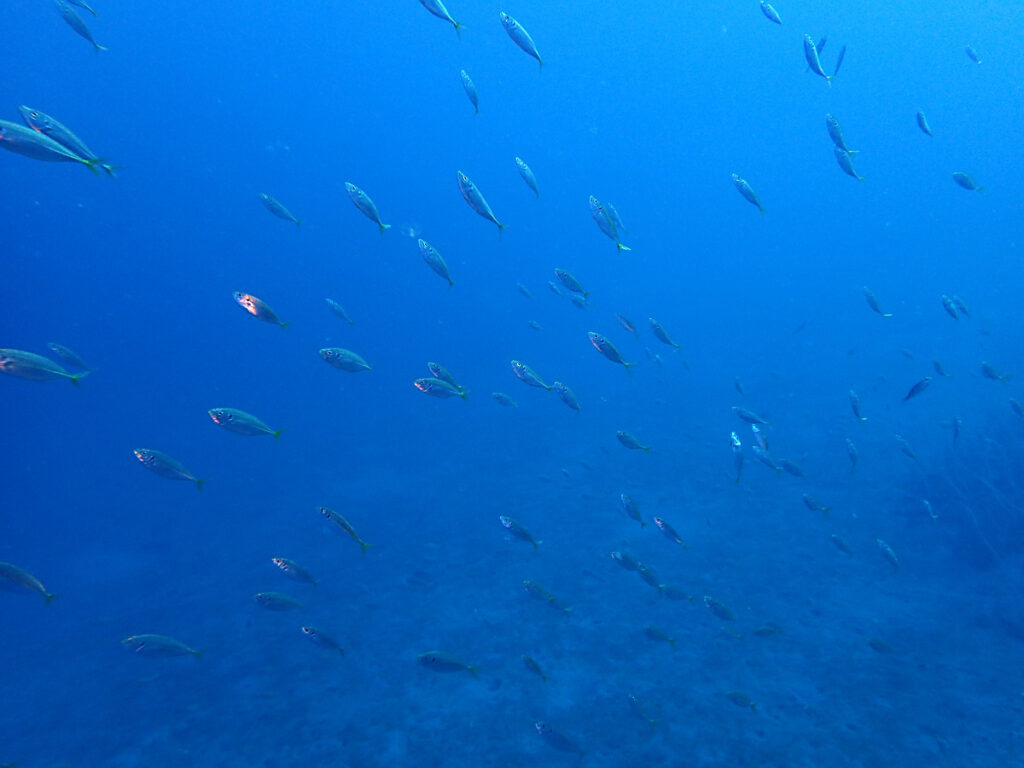 アジ群れ｜かっちゃま（房総）｜タコ根｜ダイビングプロショップ パル｜2026/02/01