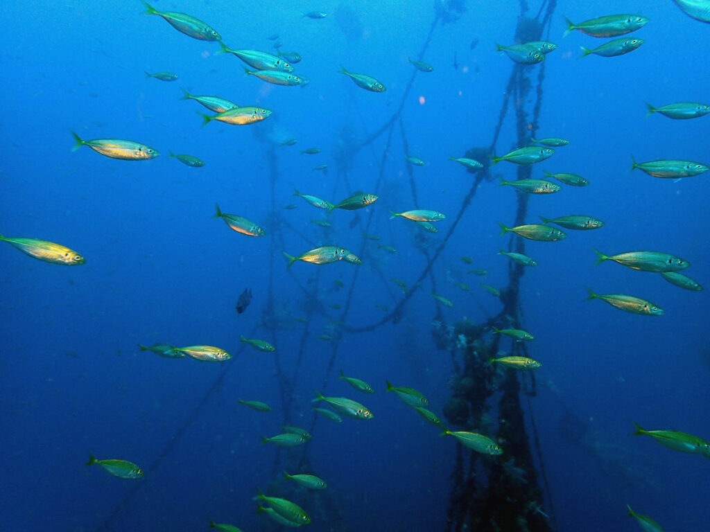 アジ群れ｜かっちゃま（房総）｜タコ根｜ダイビングプロショップ パル｜2026/02/01