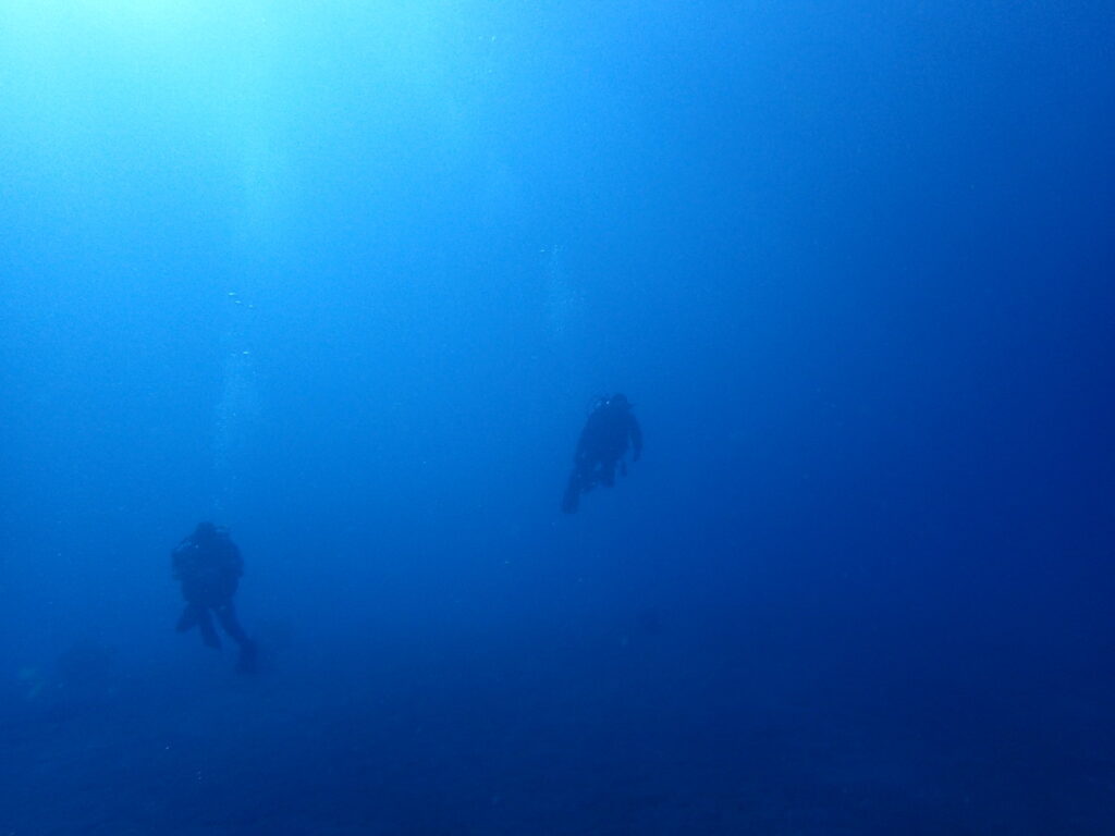 かっちゃま（房総）｜タコ根｜ダイビングプロショップ パル｜2026/02/01