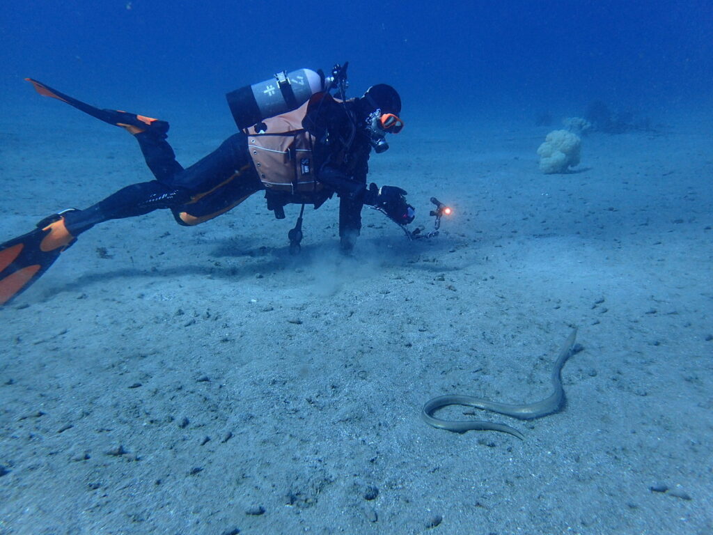 ダイナンウミヘビ｜かっちゃま（房総）｜タコ根｜ダイビングプロショップ パル｜2026/02/01