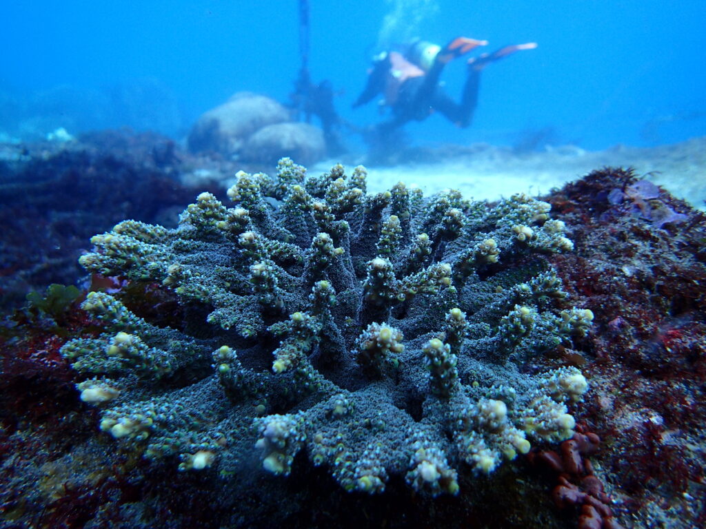 エンタクサンゴ｜かっちゃま（房総）｜ノースエンド｜ダイビングプロショップ パル｜2026/02/01