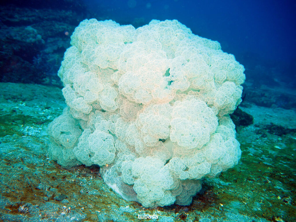 ビロードトゲトサカ｜かっちゃま（房総）｜ダイビングプロショップ パル｜2026/02/01