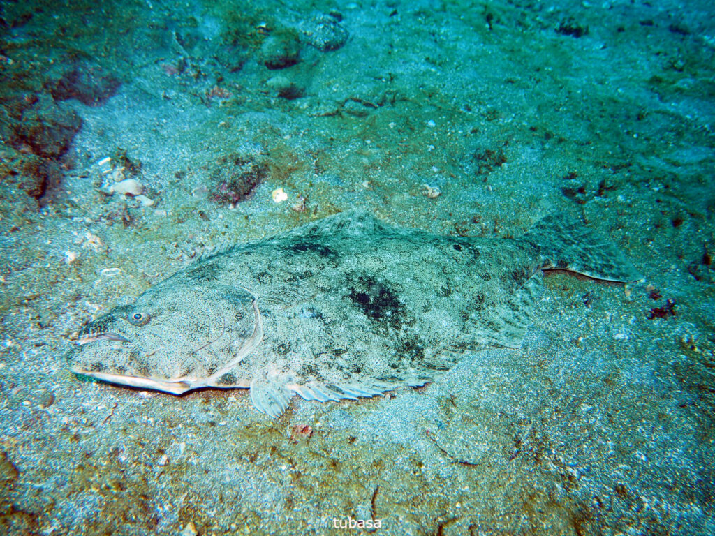 ヒラメ｜かっちゃま（房総）｜ノースエンド｜ダイビングプロショップ パル｜2026/02/01