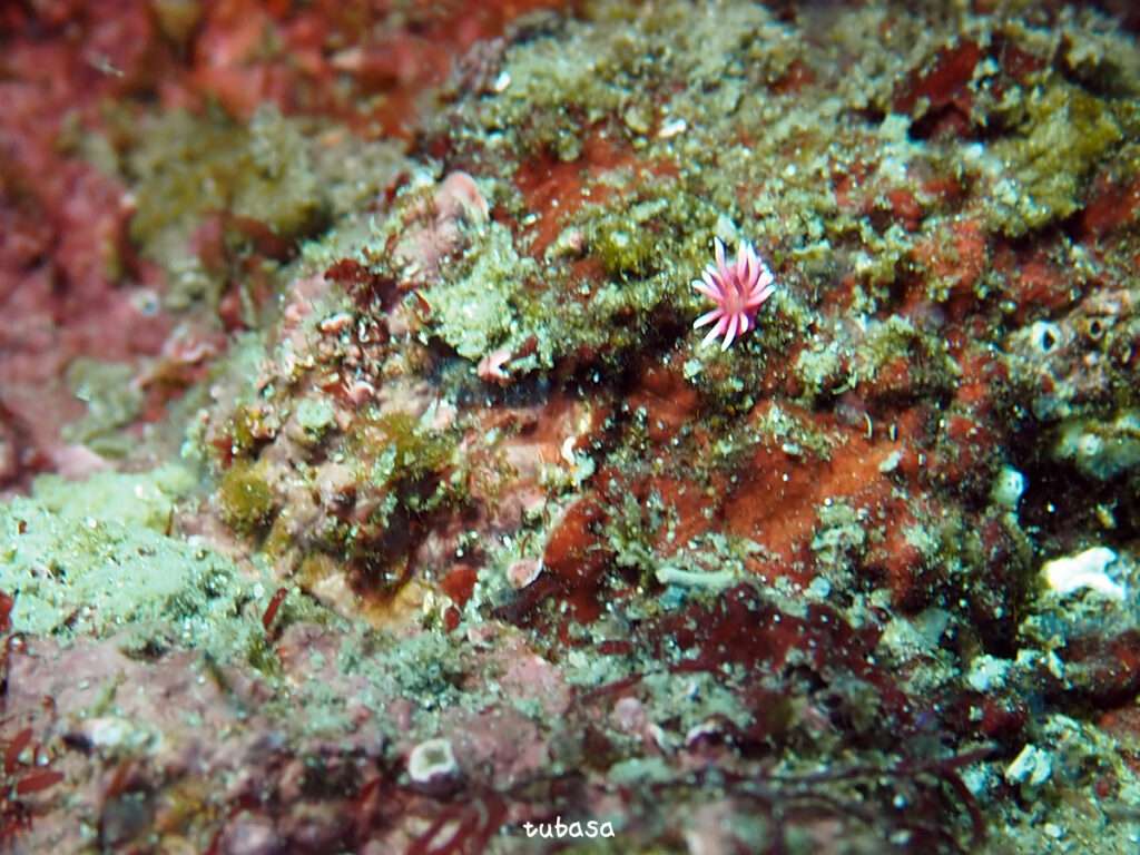 ヒロウミウシ｜かっちゃま（房総）｜ノースエンド｜ダイビングプロショップ パル｜2026/02/01