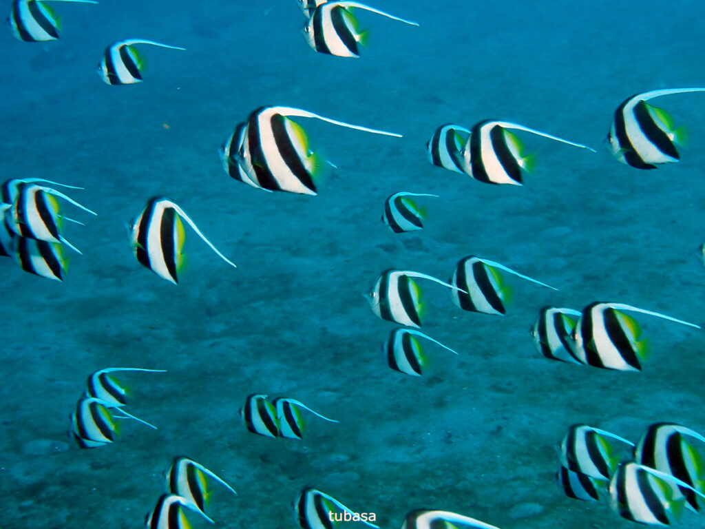 ムレハタタテダイ｜かっちゃま（房総）｜ノースエンド｜ダイビングプロショップ パル｜2026/02/01