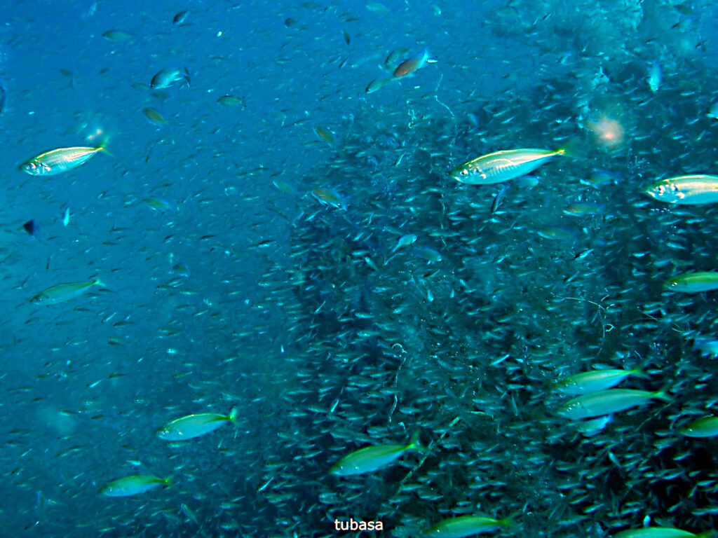 マアジ｜かっちゃま（房総）｜タコ根｜ダイビングプロショップ パル｜2026/02/01