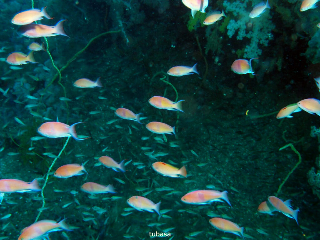 アカオビハナダイ｜かっちゃま（房総）｜タコ根｜ダイビングプロショップ パル｜2026/02/01