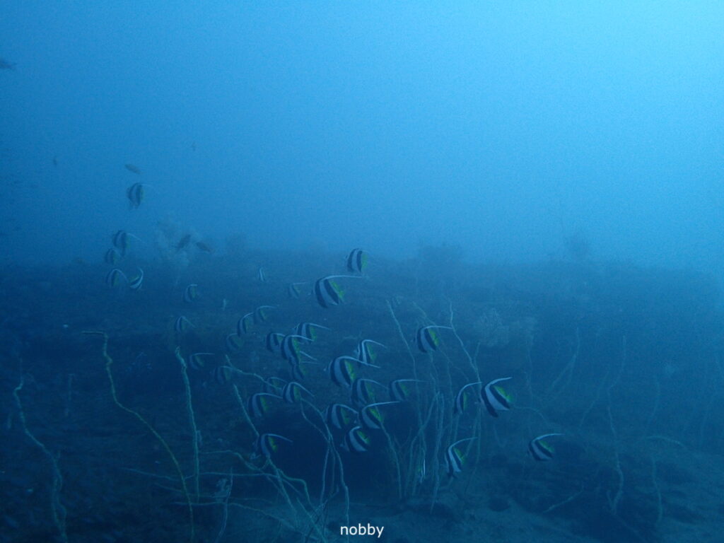 ムレハタタテダイ｜かっちゃま（房総）｜タコ根｜ダイビングプロショップ パル｜2026/02/15