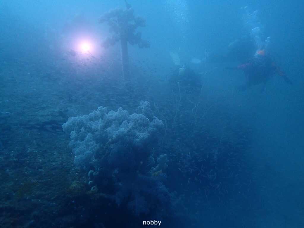 タコ根のコーラル｜かっちゃま（房総）｜タコ根｜ダイビングプロショップ パル｜2026/02/15
