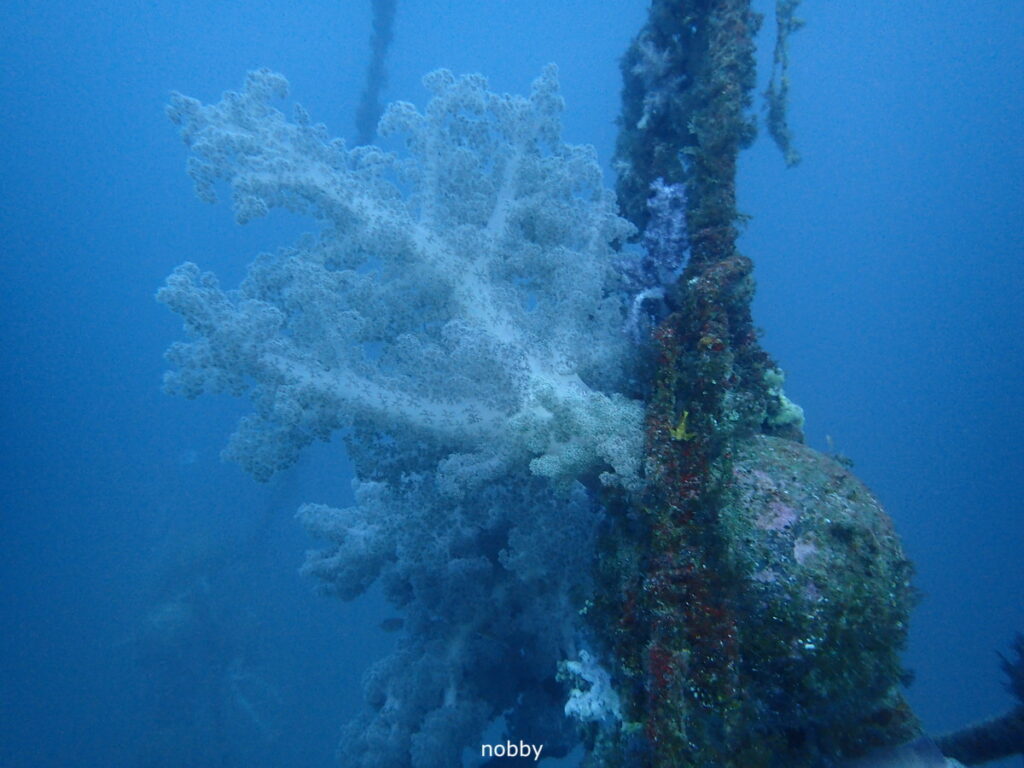 タコ根のコーラル｜かっちゃま（房総）｜タコ根｜ダイビングプロショップ パル｜2026/02/15