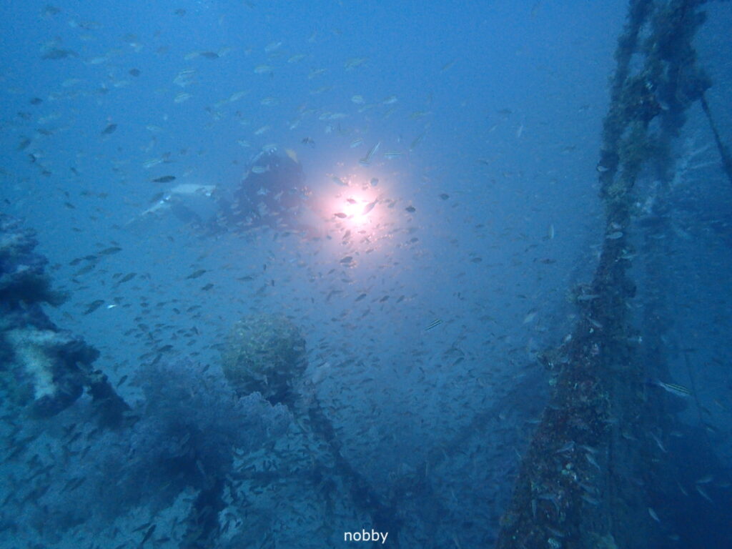 ｜かっちゃま（房総）｜タコ根｜ダイビングプロショップ パル｜2026/02/15