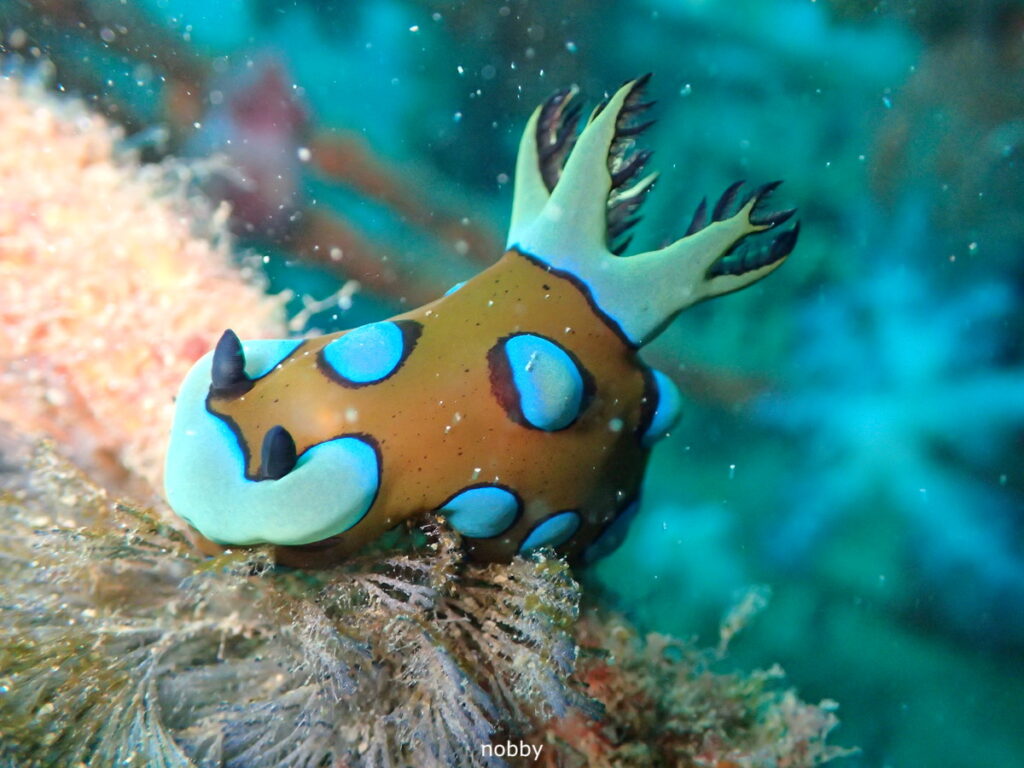 スルガリュウグウウミウシ｜かっちゃま（房総）｜ノースエンド｜ダイビングプロショップ パル｜2026/02/15