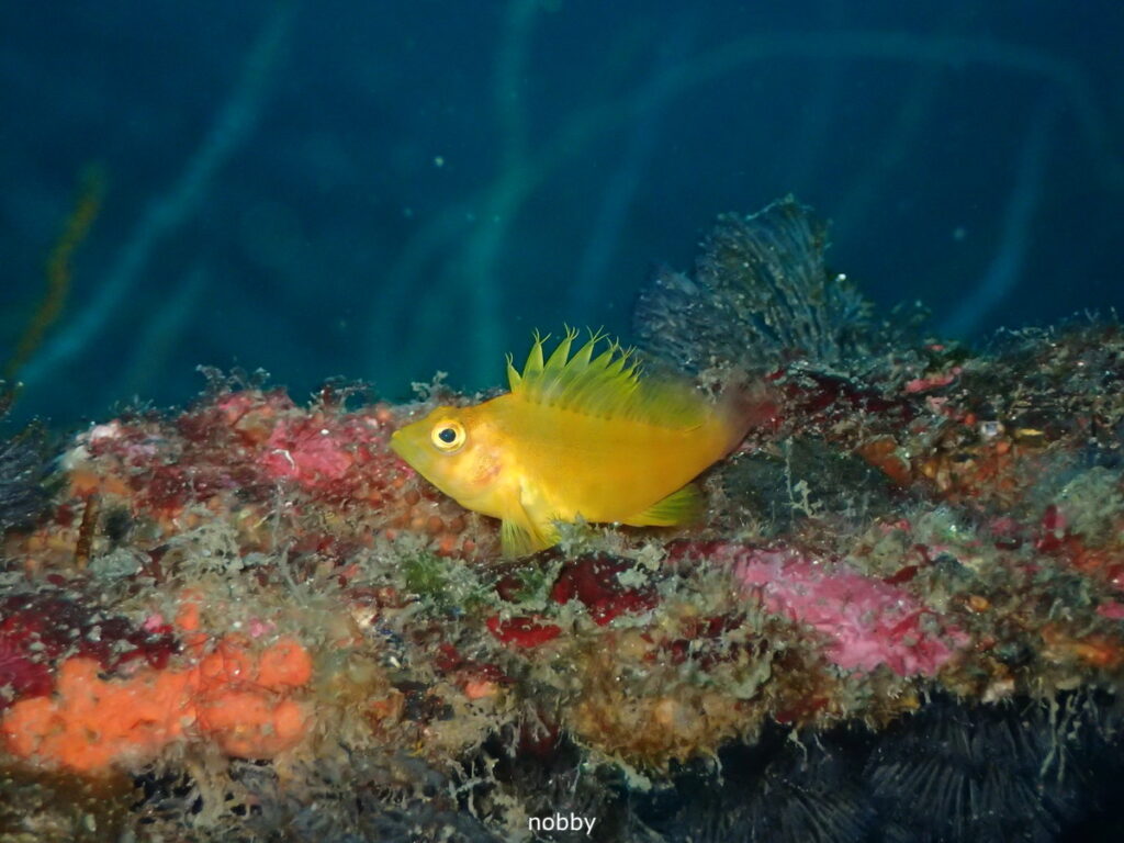 オキゴンベ｜かっちゃま（房総）｜ノースエンド｜ダイビングプロショップ パル｜2026/02/15