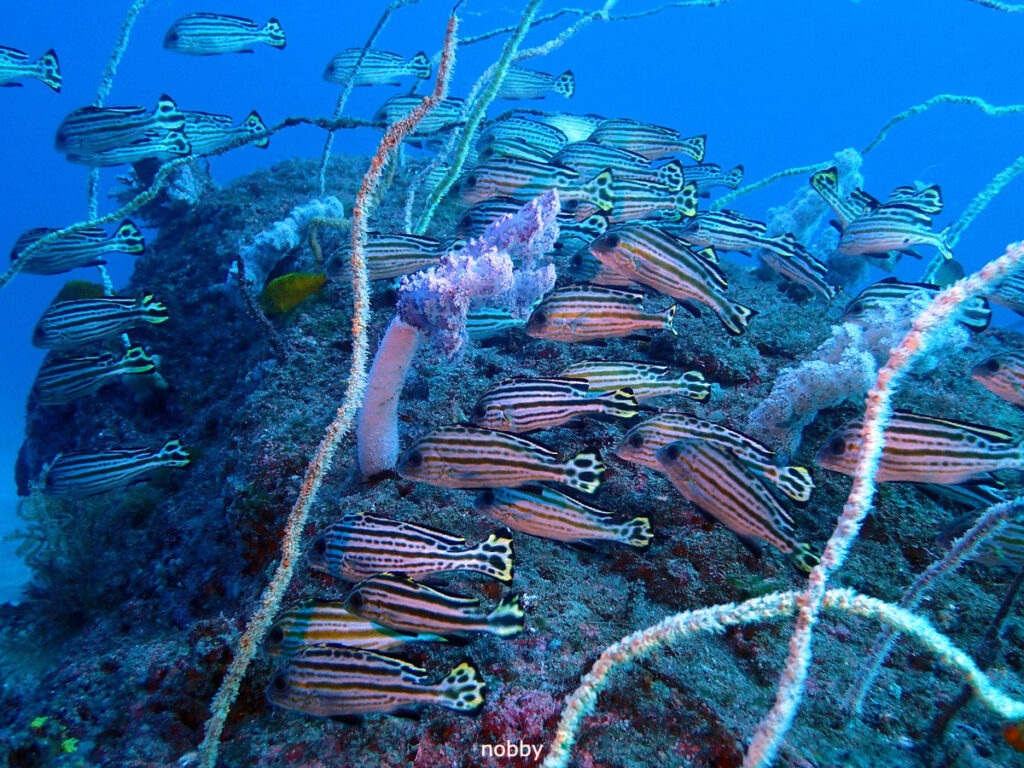 コロダイ｜かっちゃま（房総）｜ノースエンド｜ダイビングプロショップ パル｜2026/02/01