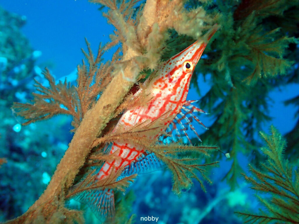 クダゴンベ｜かっちゃま（房総）｜ノースエンド｜ダイビングプロショップ パル｜2026/02/01