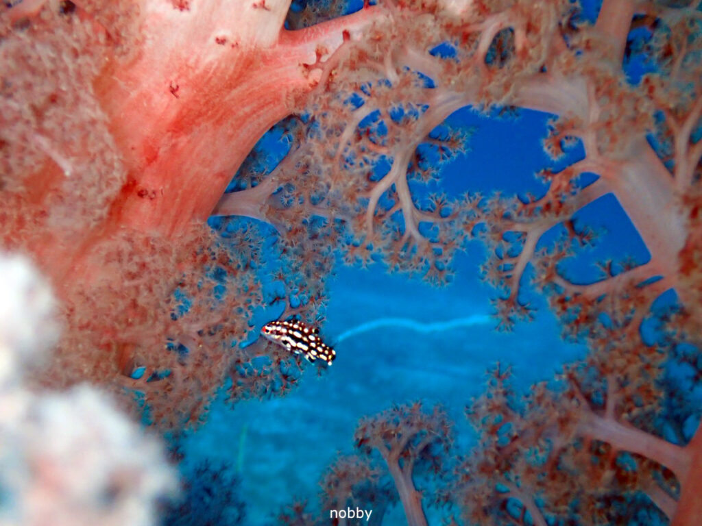 スミツキベラ（幼魚）｜かっちゃま（房総）｜タコ根｜ダイビングプロショップ パル｜2026/02/01