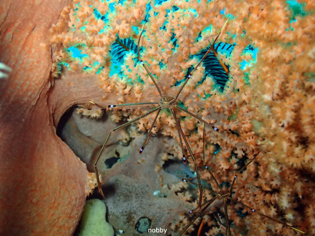 オルトマンワラエビ｜かっちゃま（房総）｜タコ根｜ダイビングプロショップ パル｜2026/02/01