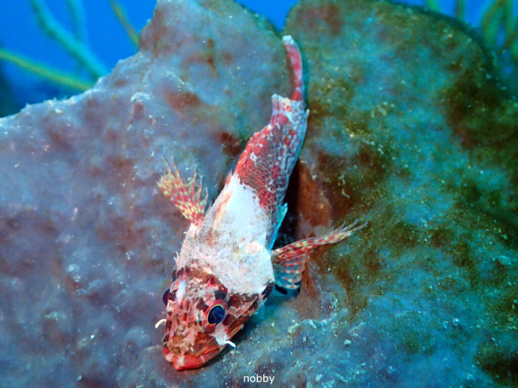 イソカサゴ｜かっちゃま（房総）｜タコ根｜ダイビングプロショップ パル｜2026/02/01