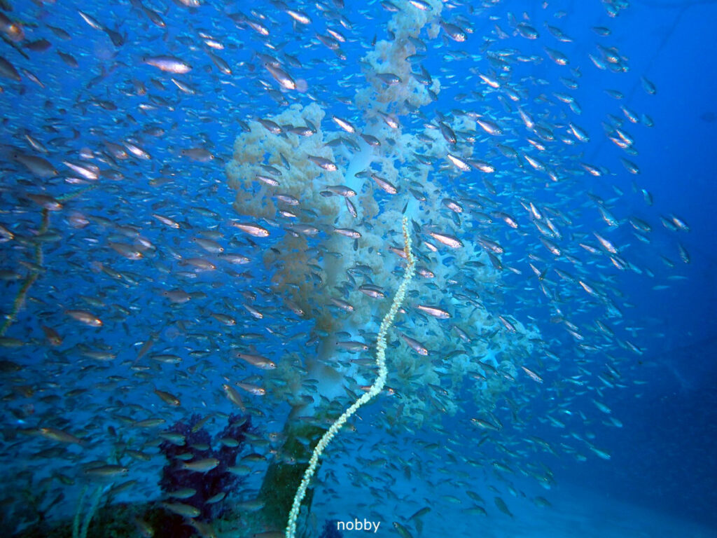 ネンブツダイ｜かっちゃま（房総）｜タコ根｜ダイビングプロショップ パル｜2026/02/01